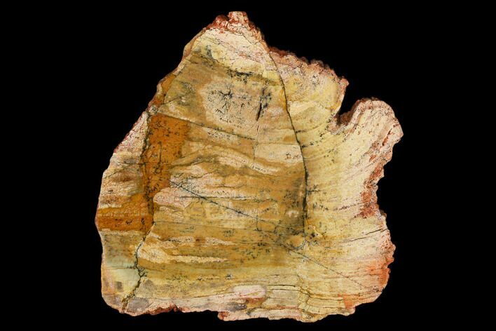 Strelley Pool Stromatolite Slab - Billion Years Old #150680